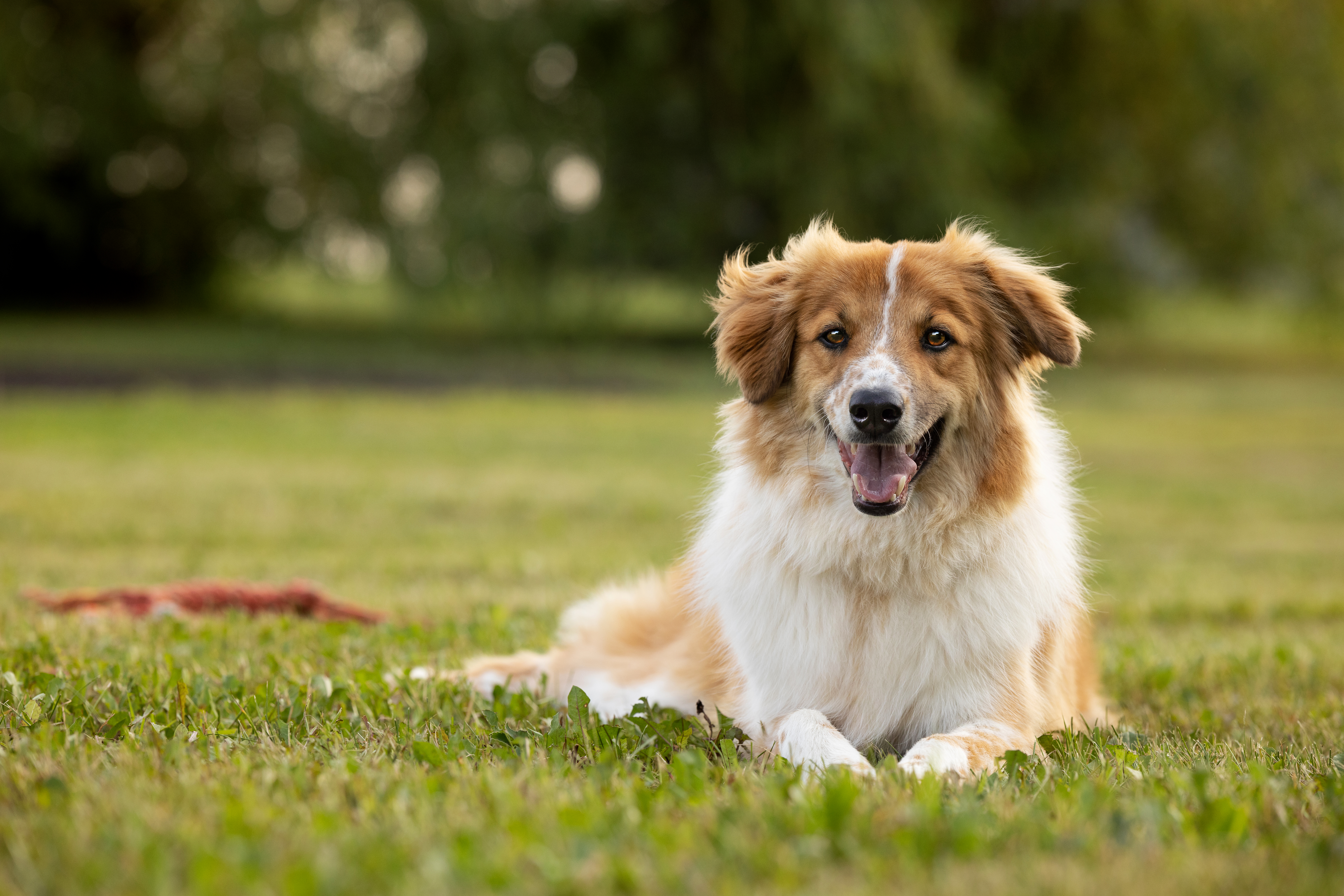 Dog 2
