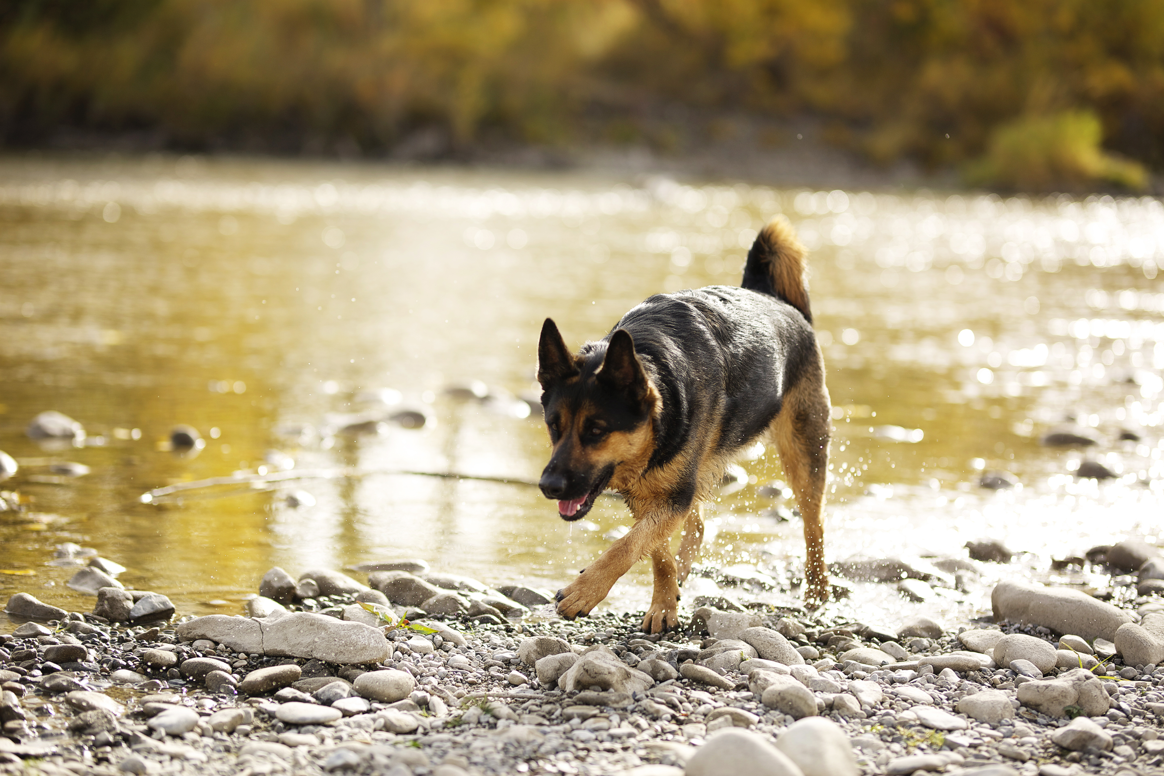Dog GermanShepherd Summer 2019