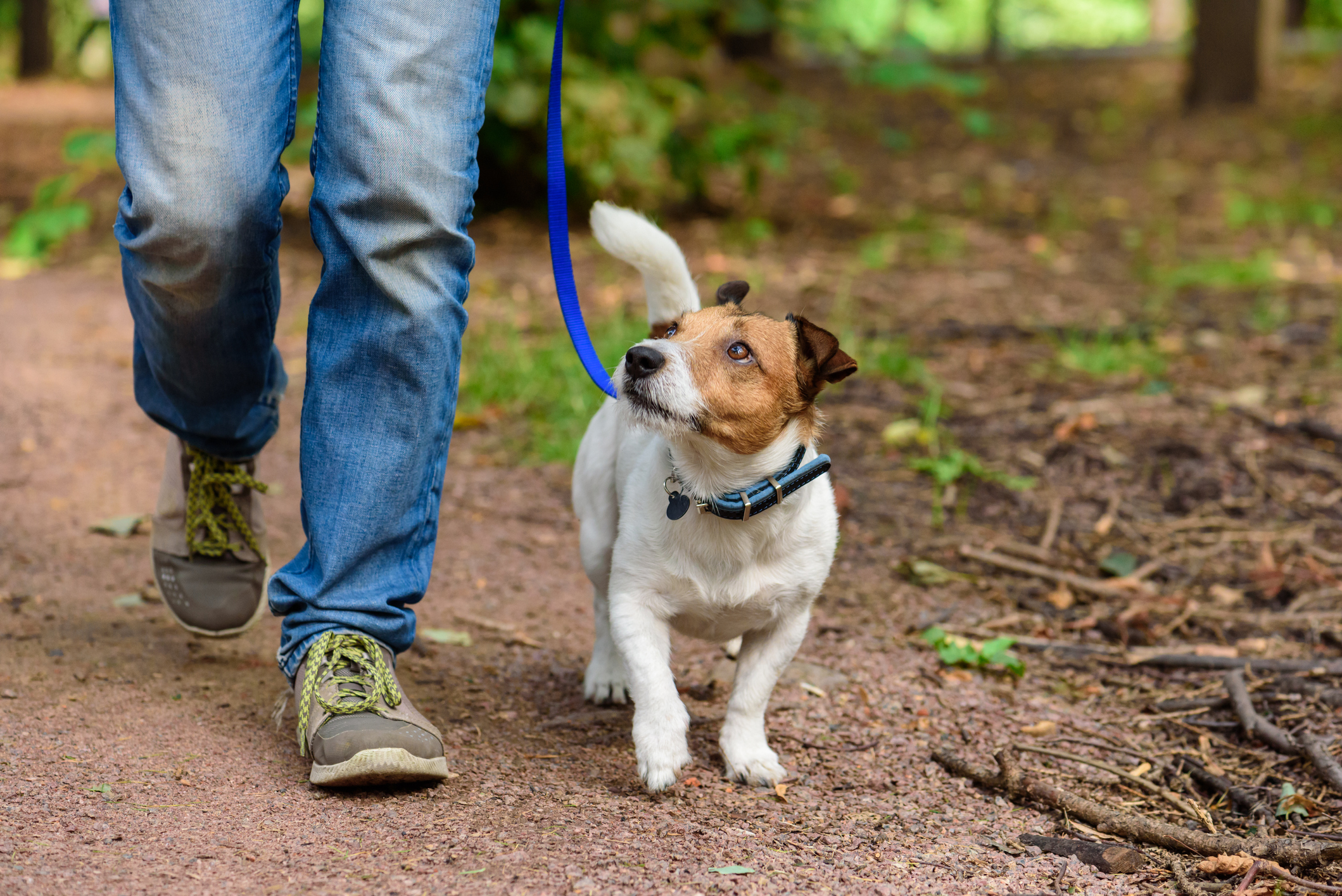 Dog Stockimage 27