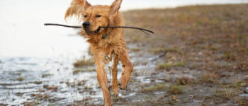 Energetic dog running through shallow water with a stick in its mouth.