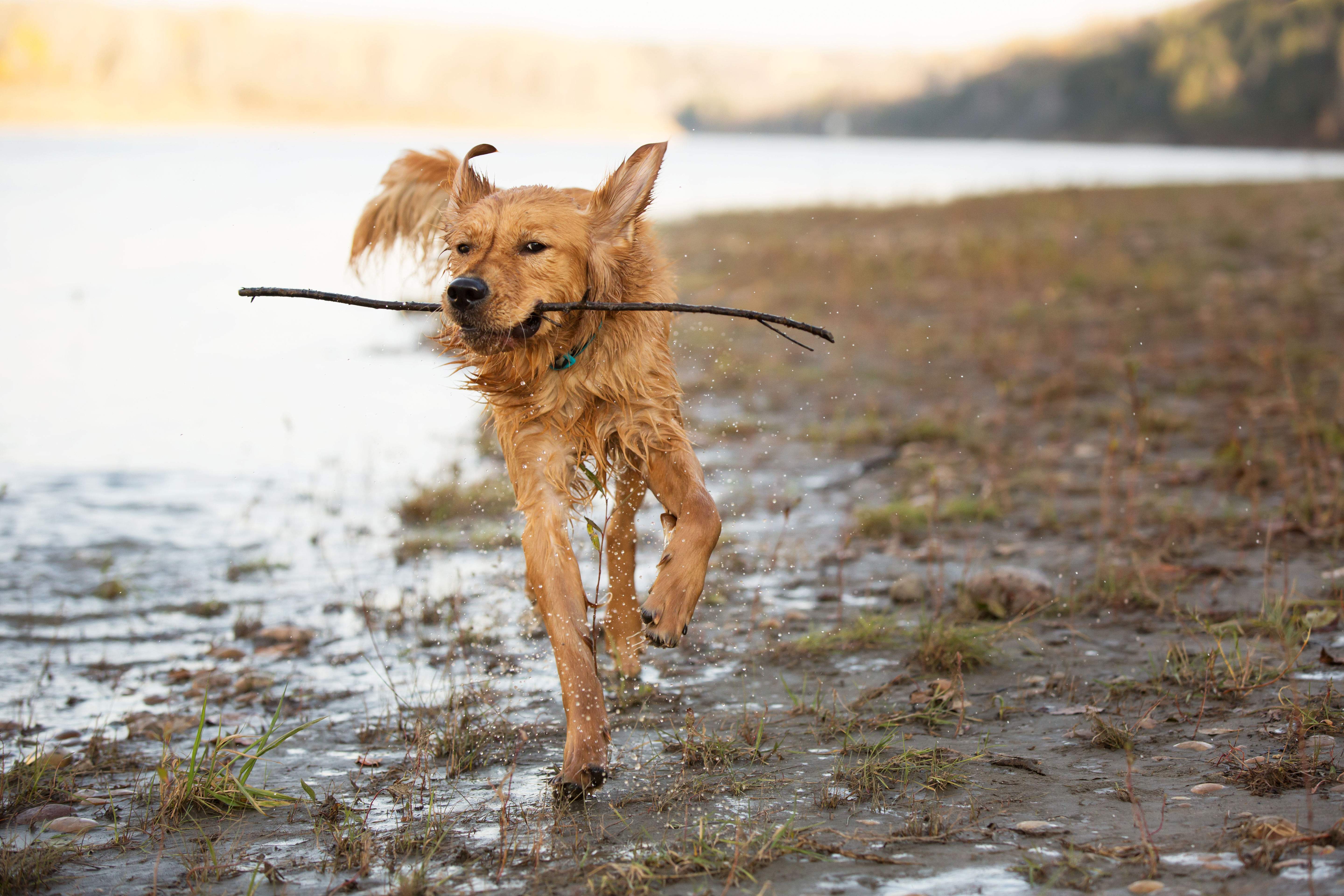 Dog Summer 2020