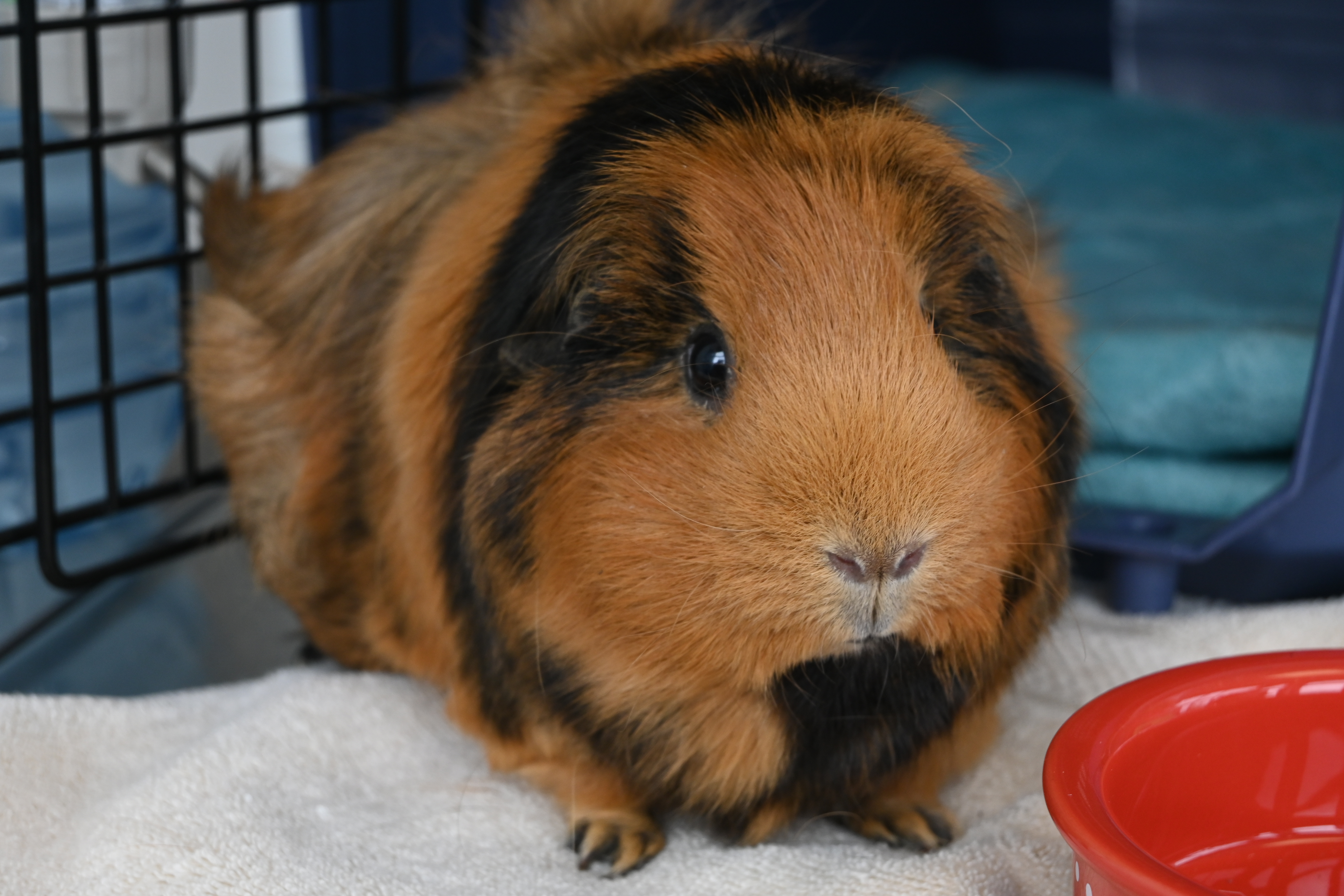 Guineapig 4