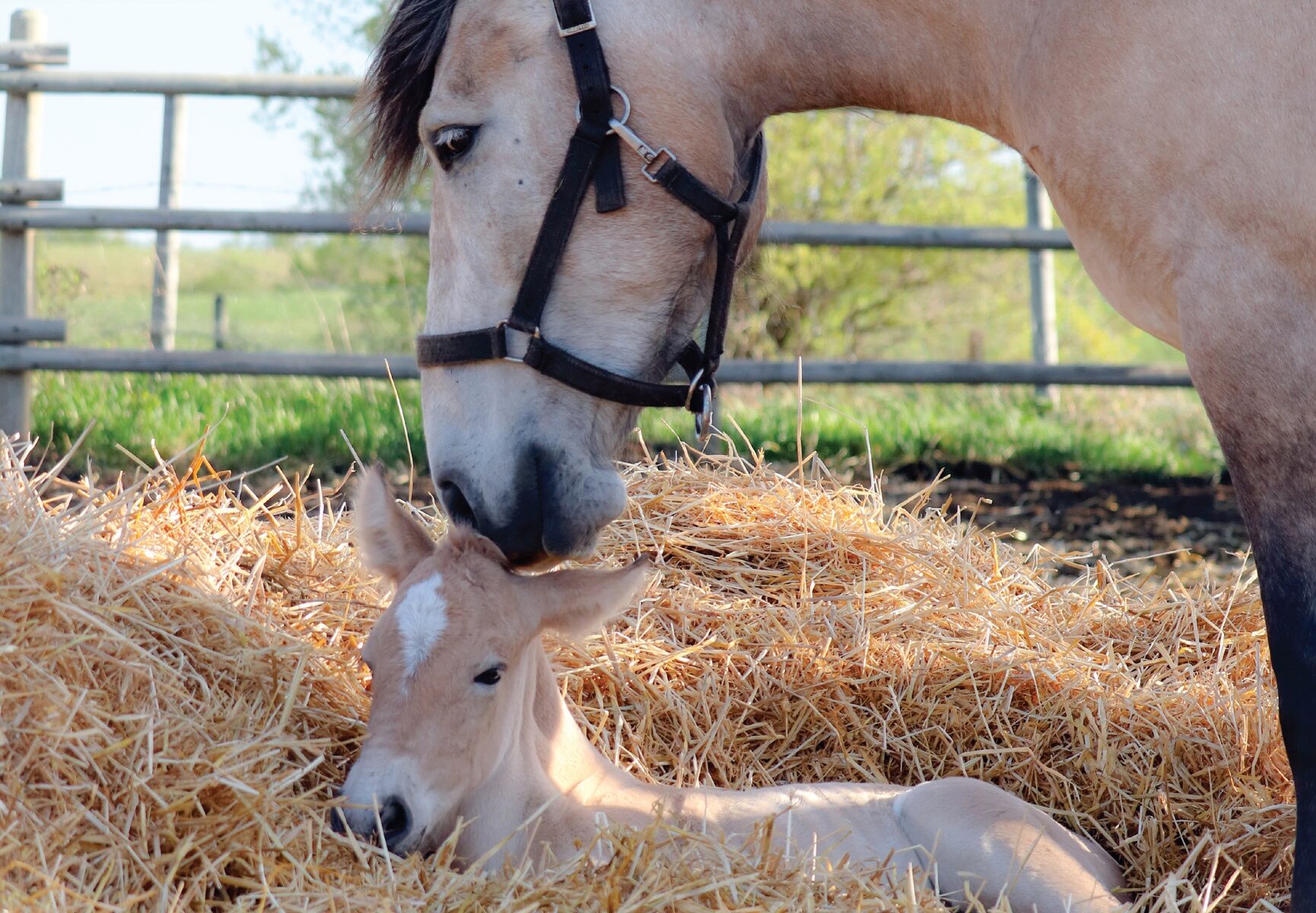 What Happens After a Rescue? 4 Horse 7 e1781122403893