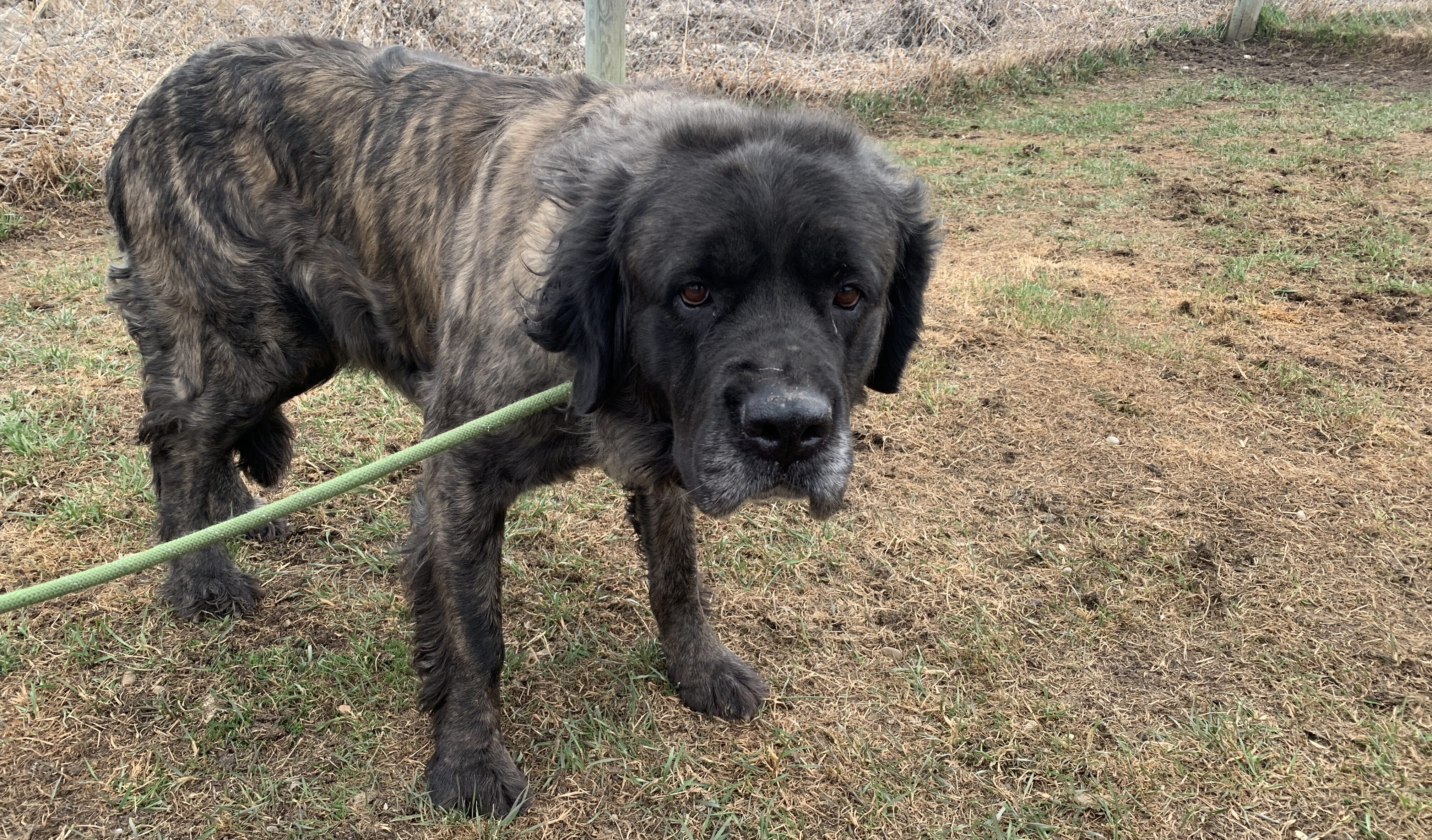 What Happens After a Rescue? 1 IMG 2782 e1781122197606