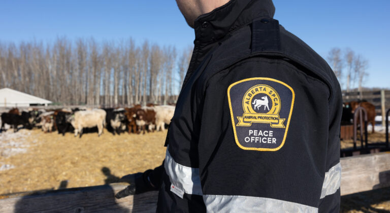 Close up of peace officers flash.