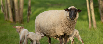 Sheep standing outside while nursing lambs.