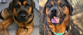 Eddie the Rottweiler mix dog, as puppy and adult, sitting outdoors, looking at the camera. Before getting rescued and after.