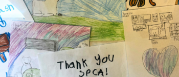 Collage on drawings and thank you letters done by students, to the Alberta SPCA