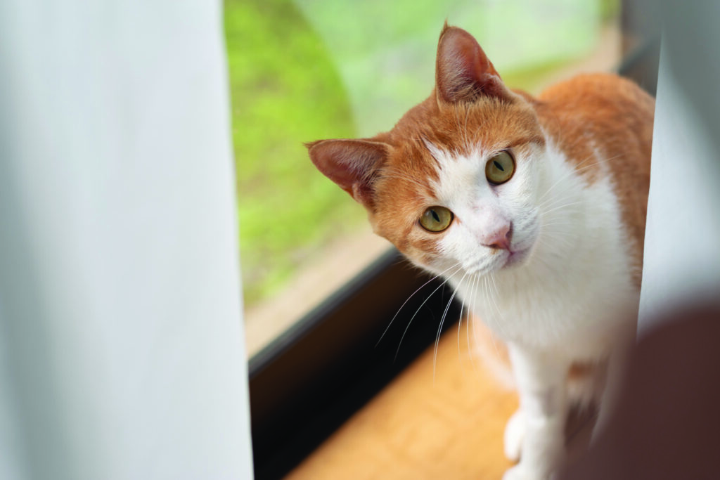 Orange cat behind curtain