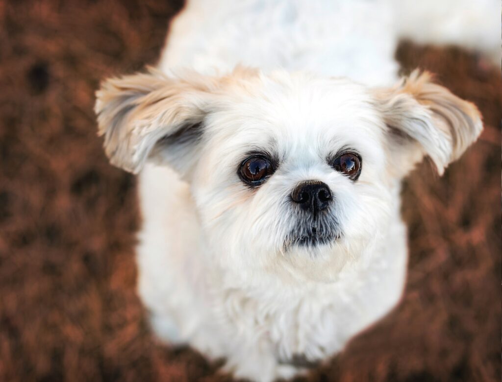 Dog 30