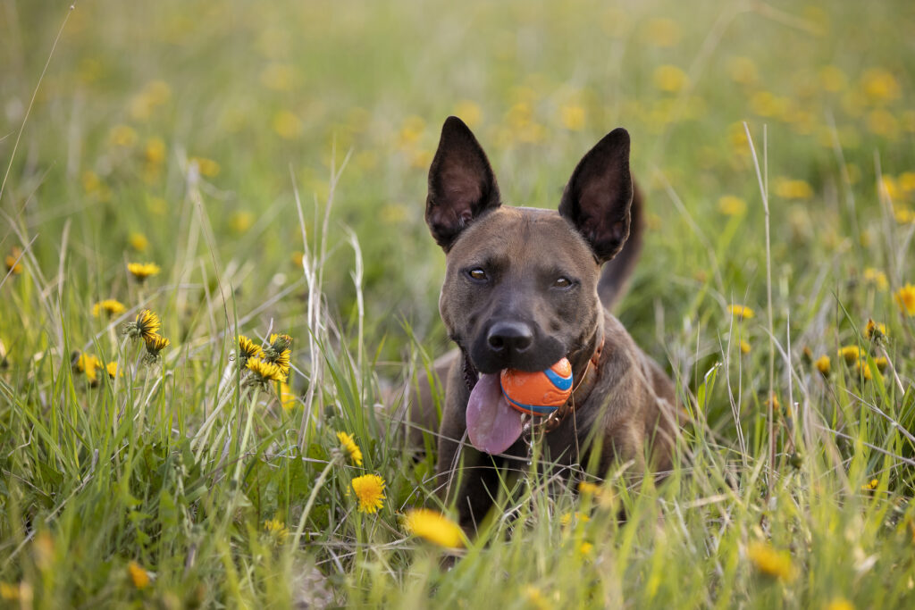 Dog Summer 2021