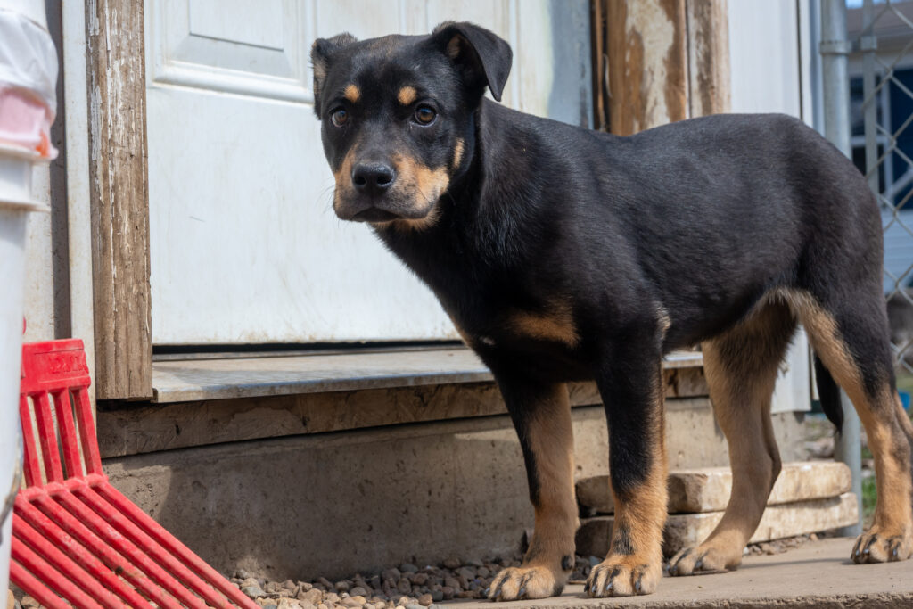 Black and tan dog standing outside a door.