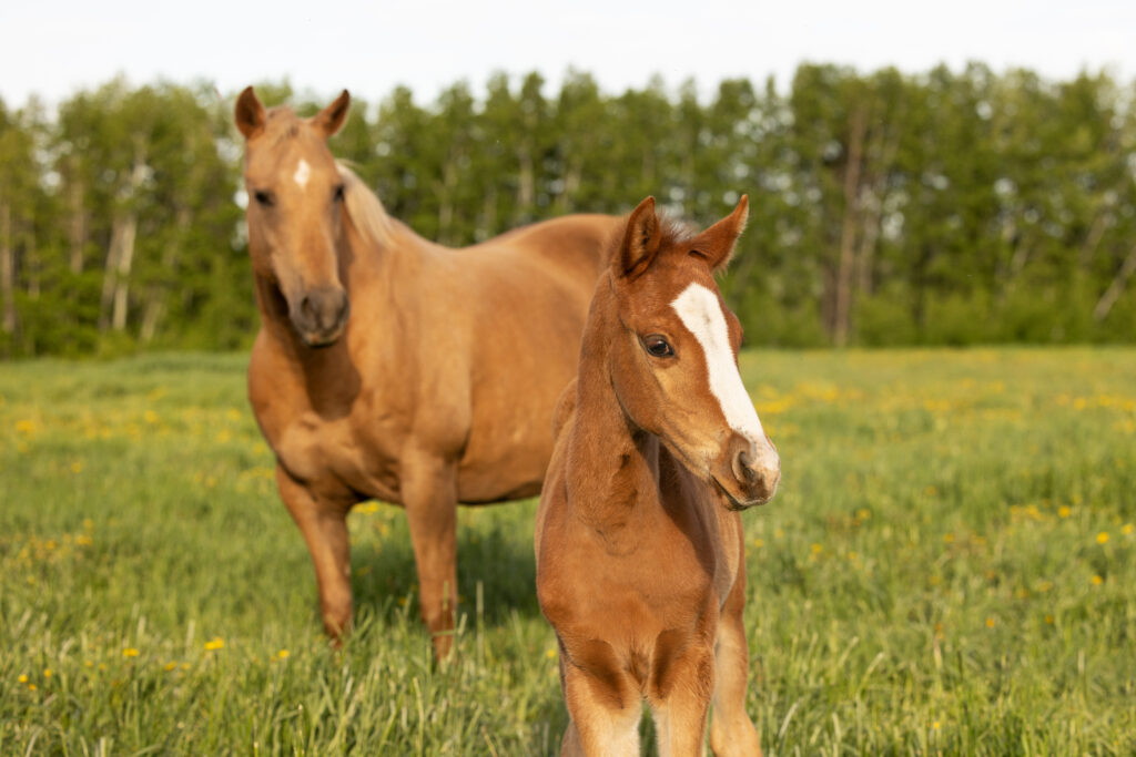 Two horses standing in a green field with trees in the background.