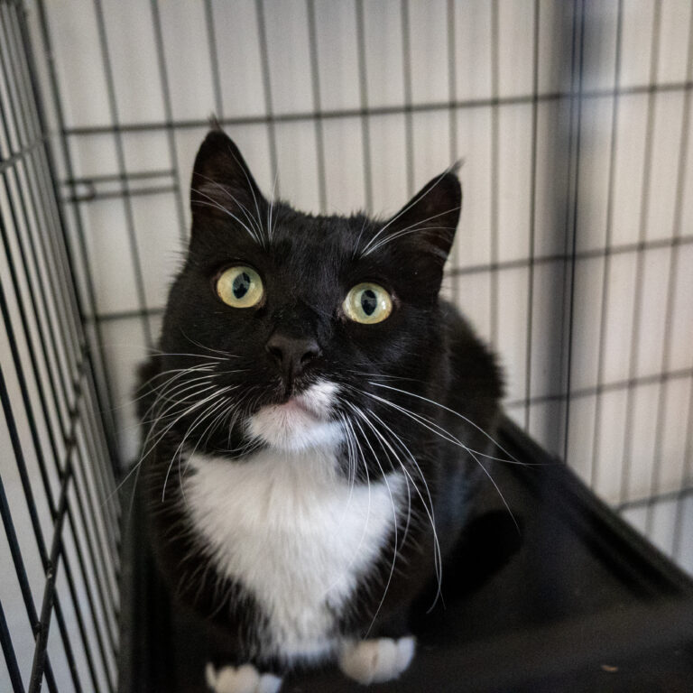 Tuxedo cat looking through cage