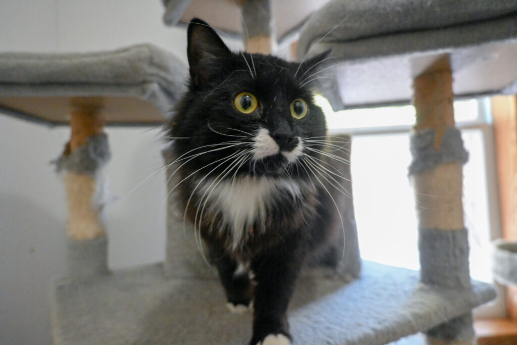 Black and White cat walking on grey cat tree.