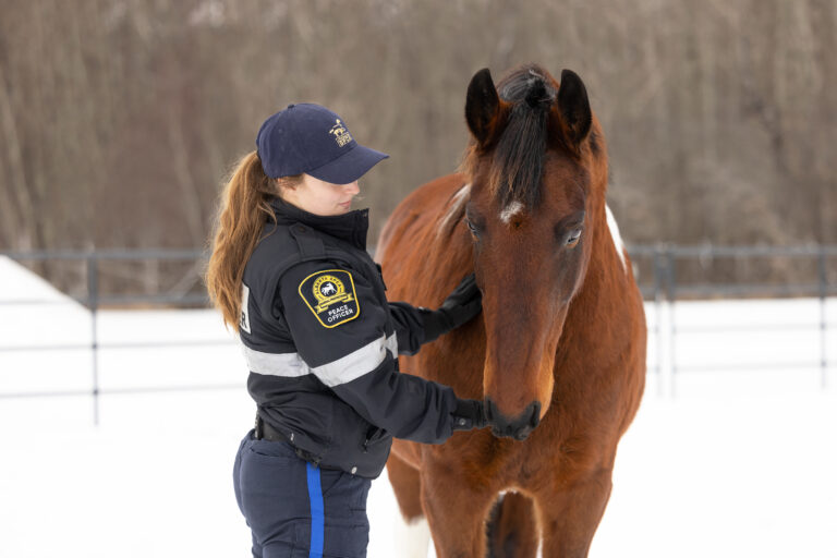 Alberta SPCA peace officer interacts with a brown horse in a snowy outdoor setting, promoting animal welfare and rescue efforts.