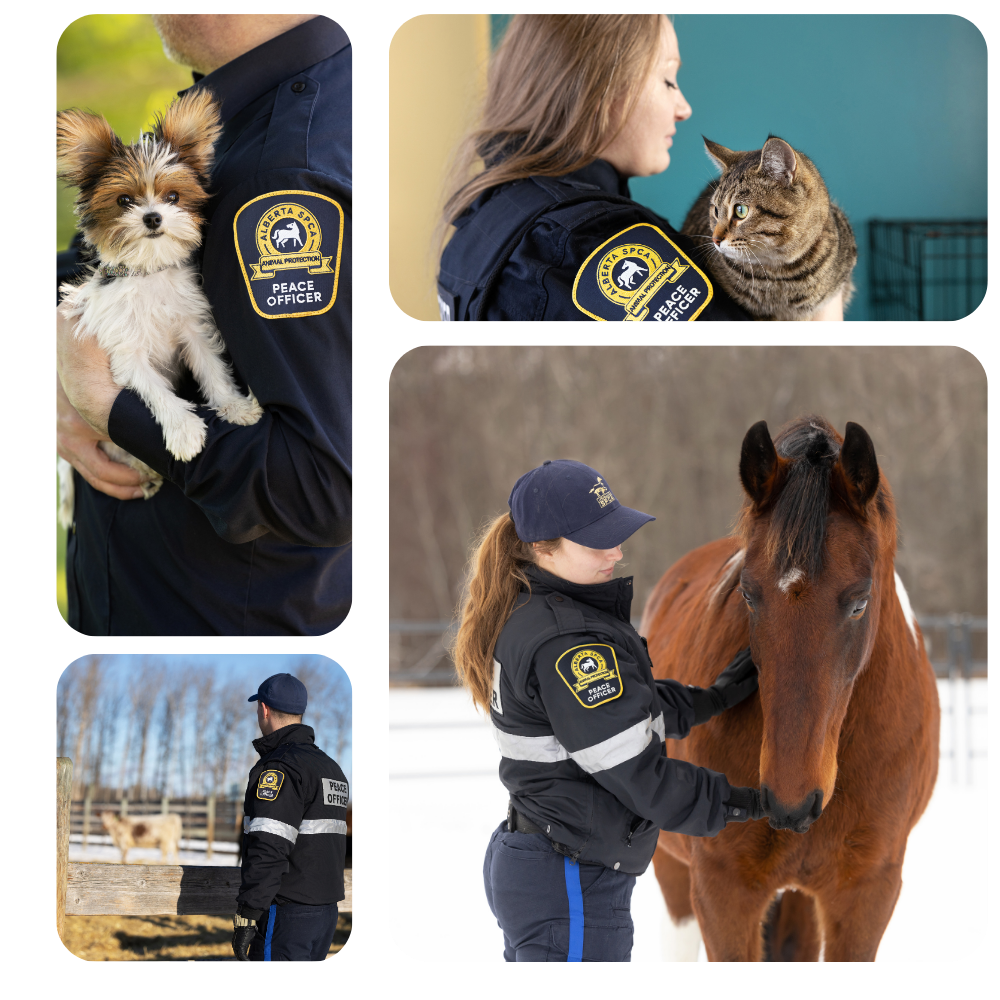 Alberta SPCA officers caring for animals including a dog, cat, and horse, demonstrating compassion and dedication to animal welfare.