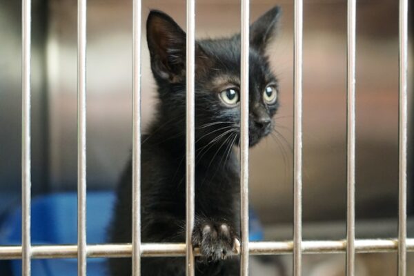 Cat in a shelter cage poking its head and paw through the bars.