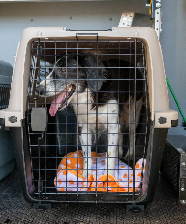 Border Collie x 2