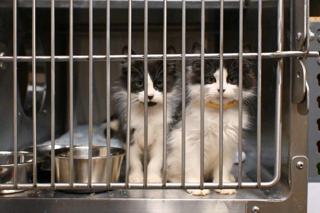 Boyle Kittens 4