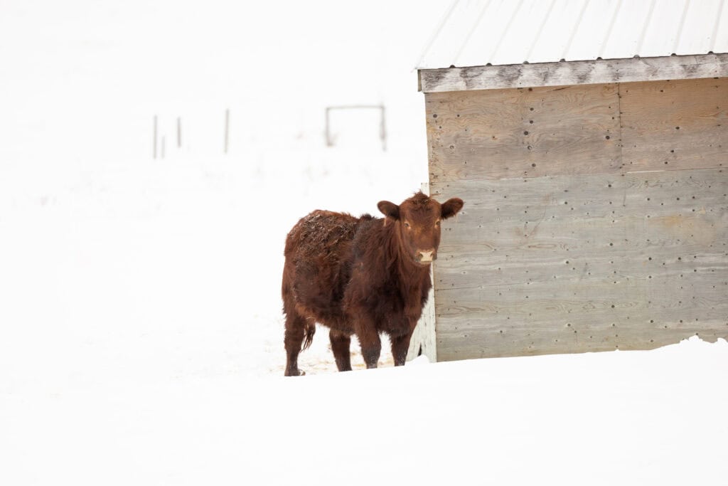 Cattle Winter