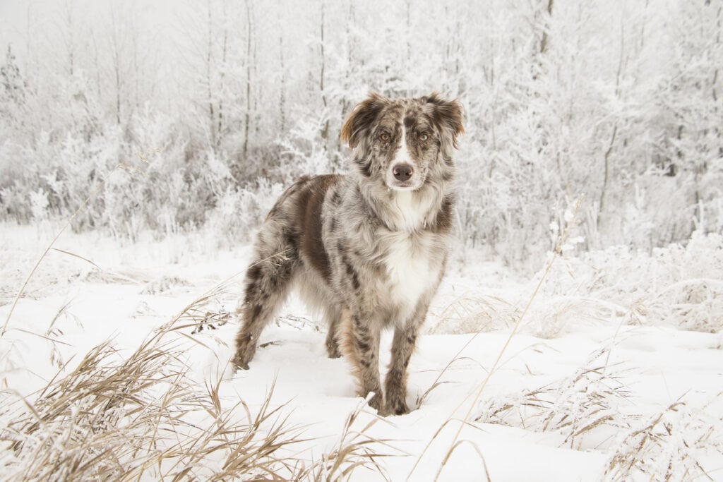 Dog Winter 11