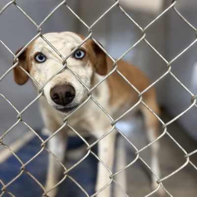 A dog in a cage with its nose poking through a gap in the cage door.