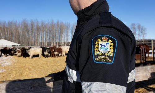 PeaceOfficer_Winter_19