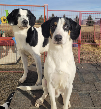 Two black and white dogs sitting outside at an animal shelter.