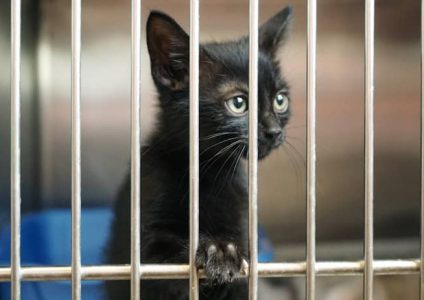 cat-bars
