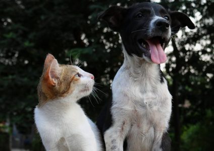 cat-with-dog