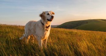 dog-field
