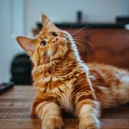 ginger-cat